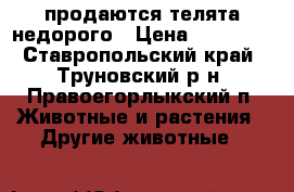  продаются телята недорого › Цена ­ 40 000 - Ставропольский край, Труновский р-н, Правоегорлыкский п. Животные и растения » Другие животные   